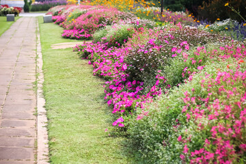 Multicolored colorful blossom in garden outdoor background