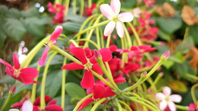Rangoon creeper (Combretum Indicum) flowers on the plant, close up footage