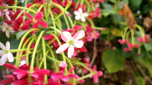 Rangoon creeper (Combretum Indicum) flowers on the plant, close up footage