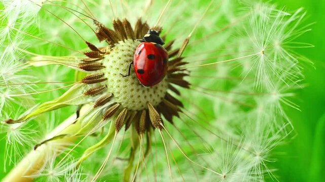 A red ladybug moves across the dry center of a dandelion outdoors while adjusting position among remaining seeds creating detailed macro motion in natural daylight with bright green background