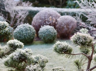 Winter garden landscape with hoarfrost covering pine branches and trimmed spherical bushes