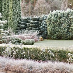 Winter garden landscape with hoarfrost covering natural ornamental shrubs, hedges, and evergreen plants