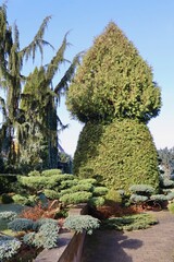 Winter garden with topiary art and frosted evergreen conifers creating a natural landscape design