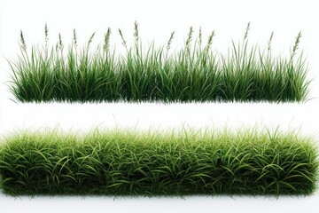 Two horizontal sections of lush green grass with long slender blades and seed heads on a white background