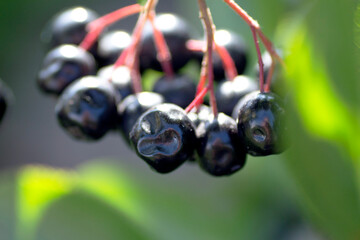 ripe black mountain ash on a branch