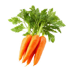 Organic Carrot Root with Green Stems Isolated