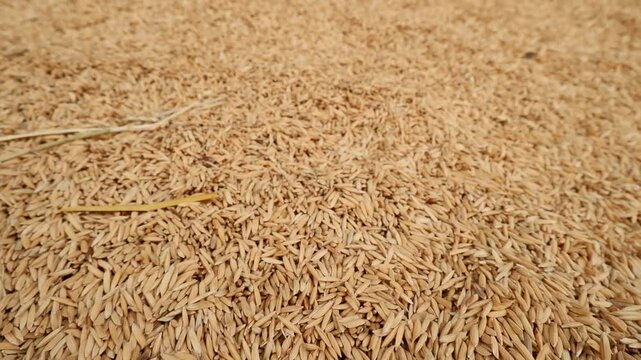 Close-up of Golden and Green Paddy Rice Grains Falling Down. Cereal Harvest and Abundance.
