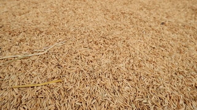 Close-up of Golden and Green Paddy Rice Grains Falling Down. Cereal Harvest and Abundance.