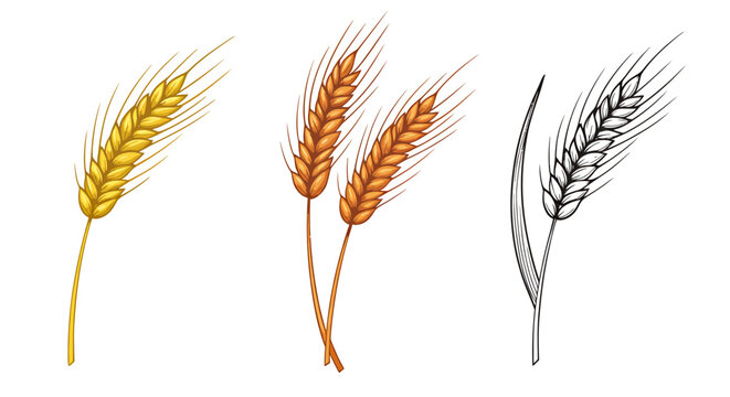 Stylized Wheat Ear Illustration Set &ndash; Golden, Brown, and Black Grain Stalks for Agriculture, Bakery, Harvest, and Organic Food Design