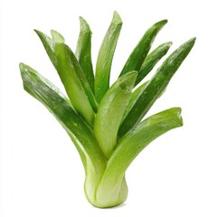 Obraz premium Green Succulent Plant With White Background Vibrant Healthy Leafy Growth Botanical Element