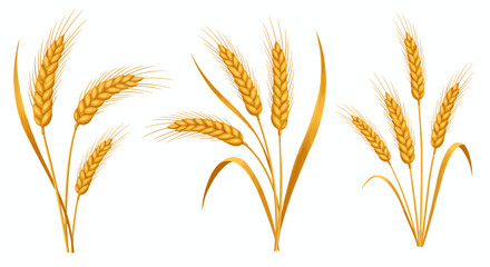 Golden wheat stalks with ripe grains and leaves, symbolizing harvest and agriculture.