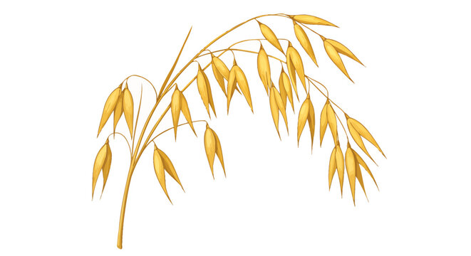 A detailed illustration of a golden oat plant stalk with mature grains ready for harvest.