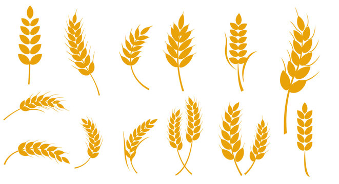 A diverse collection of golden wheat ears and stalks, illustrating various styles of cereal grains.