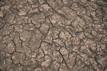 The parched ground in the background stands as a stark reminder of climate change and relentless drought.