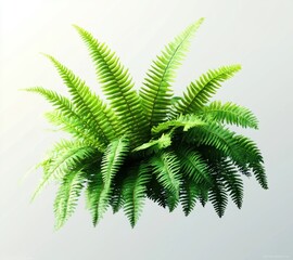 lush vibrant green fern with arching fronds isolated on a pale background, fresh and calming botanical composition