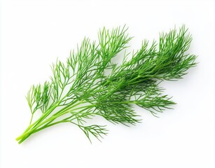 Fresh green dill sprigs on a clean white background, vibrant aromatic herb conveying freshness and crisp natural flavor