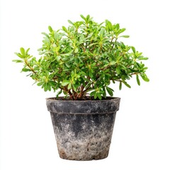 Fototapeta premium Small Green Leafy Potted Plant With Textured Dark Pot On White Background