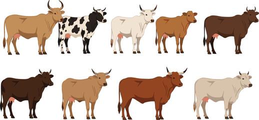 Cow illustration set featuring multiple cattle breeds, horn shapes and coat colors for agricultural projects, dairy branding, farm education and rural design use
