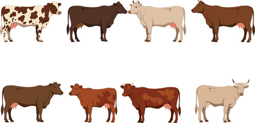 Farm cow illustration set showing various breeds, coat colors and body patterns — perfect for agriculture projects, dairy branding, education and rural designs