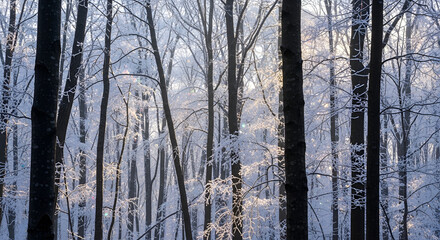 Snow-covered trees stand tall in a serene forest landscape, viewed from a distance with sunlight filtering through the branches