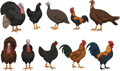 Farm poultry illustration set featuring turkeys, chickens, roosters and guinea fowl for agricultural projects, education materials, branding and rural-themed designs