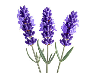 Obraz premium Three detailed, vibrant purple lavender stalks with green leaves