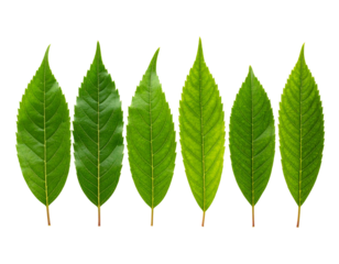 Minimalist line of leaves arranged flat lay isolated on transparent background