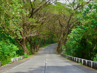 Empty road passing through dense green forest.
Natural tree tunnel with lush foliage creates a calm travel scene ideal for nature, journey and outdoor background concepts.