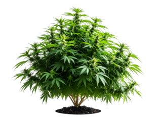 cannabis tree isolated on transparent background