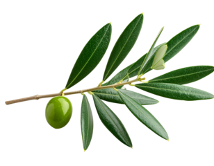 olive branch isolated on white background