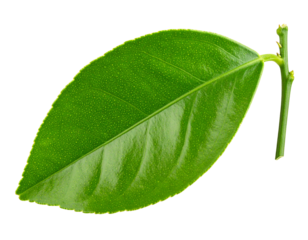 Lemon tree leaves with stem isolated on transparent background