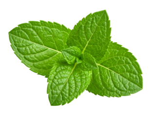 Mint leaves isolated on transparent background