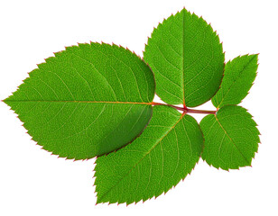 Obraz premium Vibrant rose leaf with serrated edges isolated on transparent background