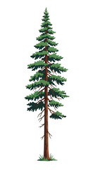 Illustration of a tall and slender pine tree