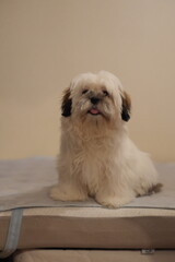 shih tzu dog
