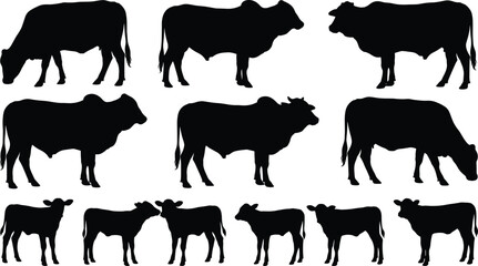 Diverse Group of Cattle Silhouettes, Including Adult Zebu Cows and Calves, Full Body Black Vector Illustrations of Humped Livestock in Different Poses, Isolated on White Background.