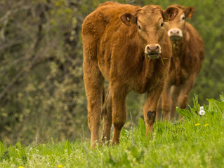 Fototapeta premium Paon bleu