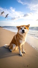 A fluffy, tan and white dog sits on a sandy beach, looking directly at the camera. Two seagulls fly in the blue sky