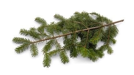Evergreen Conifer Sprig Close-Up Illustration with Radial Green Needles