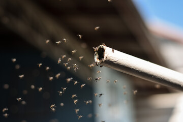 many stingless bee flying on the air