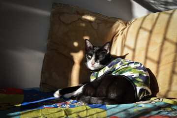 The black and white cat is sleeping during the day