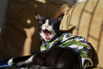The black and white cat is yawning during the day