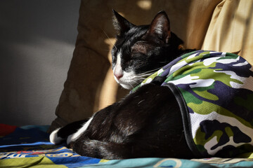 The black and white cat is sleeping during the day