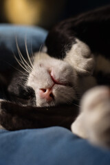 The black and white cat is sleeping during the day