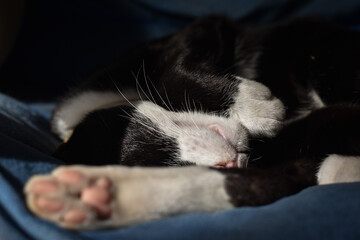 The black and white cat is sleeping during the day