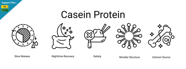 Casein protein icons depict slow release, nighttime recovery, satiety, micellar structure, and calcium source. Outline icons.
