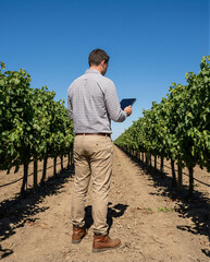 Modern agronomist using digital tablet to monitor grapevines in sunny vineyard, smart farming and agriculture technology concept