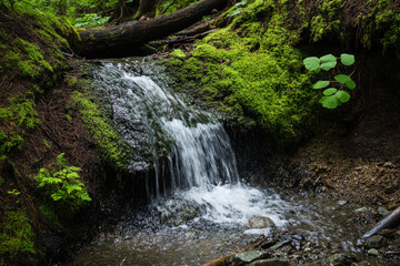 narrow waterfall tumbling over redwood roots, its waters disappearing into the mossy earth