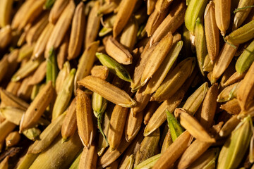 Ripe Golden Paddy Rice Grains Drying Under Sunlight. Abundant Cereal Harvest Texture.