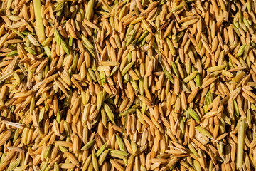 Ripe Golden Paddy Rice Grains Drying Under Sunlight. Abundant Cereal Harvest Texture.